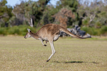 Känguru mit Jungtier beim Hüpfen