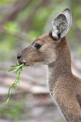 Känguru bei der Nahrungsaufnahme