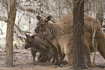 Naklejka premium Kängurufamilie