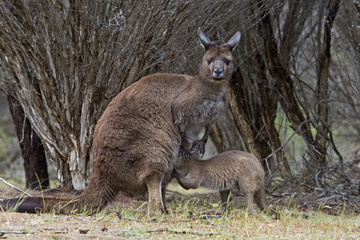 Känguru klettert in den Beutel