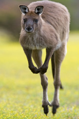 Naklejka na ściany i meble Känguru beim Hüpfen
