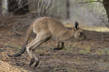 Naklejka na ściany i meble Junges Känguru beim Hüpfen
