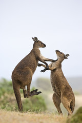 Kämpfende Kängurus