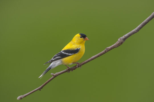 American Goldfinch
