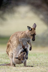 Känguru mit Jungem im Beutel