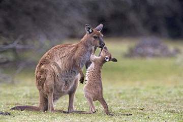 Naklejka na ściany i meble Känguru spielt mit Jungtier