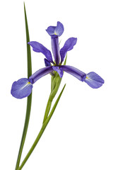 Fototapeta na wymiar Iris flowers, isolated on white