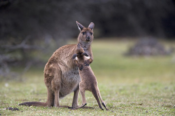 Känguru spielt mit Jungtier