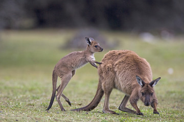 Känguru spielt mit Jungtier