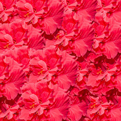 Obraz premium Hibiscus rosa-sinensis red flower, Chinese hibiscus, China rose, shoeblackplant.