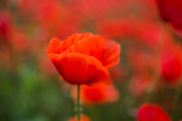 Obraz premium mohnblume