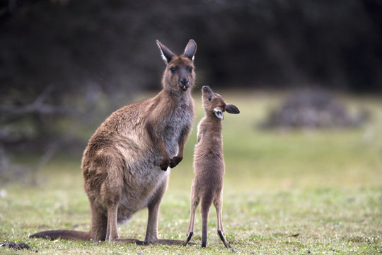 Känguru-Bilder: Stock-Fotos & -Videos. | Adobe Stock