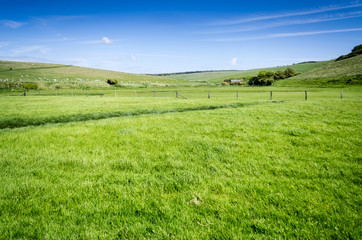 pasture