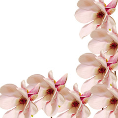 Naklejka na ściany i meble Pink Magnolia branch flowers, close up, colored background, isolated.