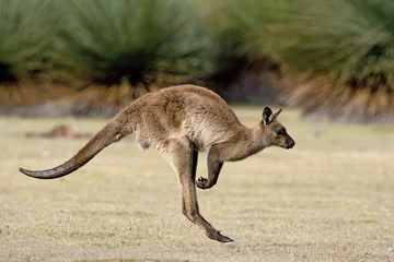 Tuinposter Kangoeroe springen © aussieanouk
