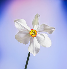 White daffodil (narcissus) flower, close up, gradient background, isolated.