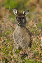 Känguru bei der Nahrungsaufnahme