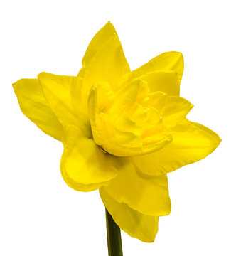 Yellow daffodils (narcissus) flowers, close up, gradient background, isolated.