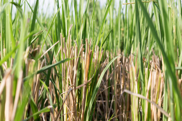 rice field after harvest