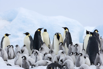 Kaiserpinguinkolonie © aussieanouk