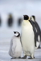 Kaiserpinguin mit Küken