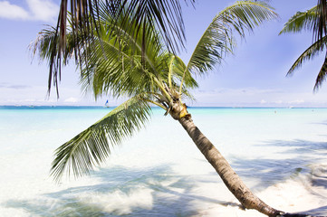 palm tree, white sand and turquoise sea water, Philippines, Boracay