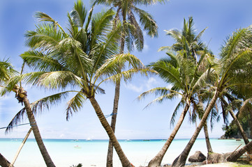 Obraz premium palm tree, white sand and turquoise sea water, Philippines, Boracay