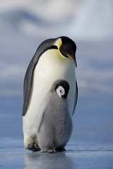 Kaiserpinguin mit Küken