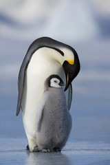 Kaiserpinguin mit Küken