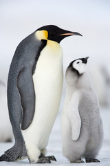 Kaiserpinguin mit Küken