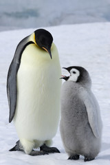 Kaiserpinguin mit Küken