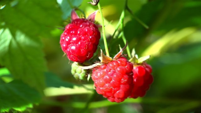 Ripe fruits on a wild red Raspberry.