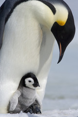 Kaiserpinguin mit Küken