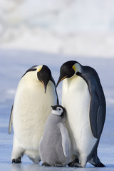 Kaiserpinguin mit K&uuml;ken