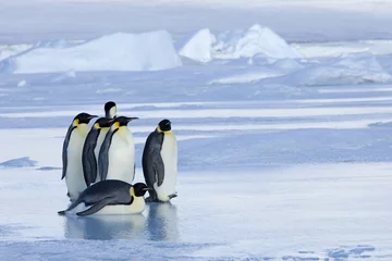 Fototapeten Kaiserpinguine wandern über das Eis © aussieanouk