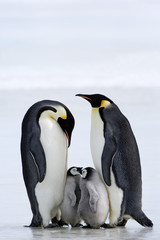 Kaiserpinguin mit Küken