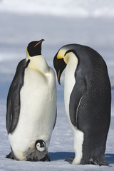 Kaiserpinguin mit K&uuml;ken