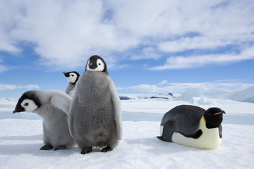 Kaiserpinguin mit Küken