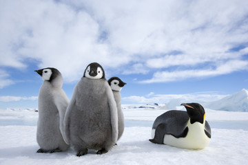 Kaiserpinguin mit Küken