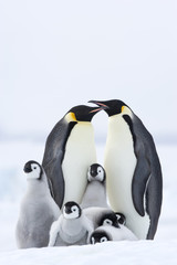 Kaiserpinguin mit Küken