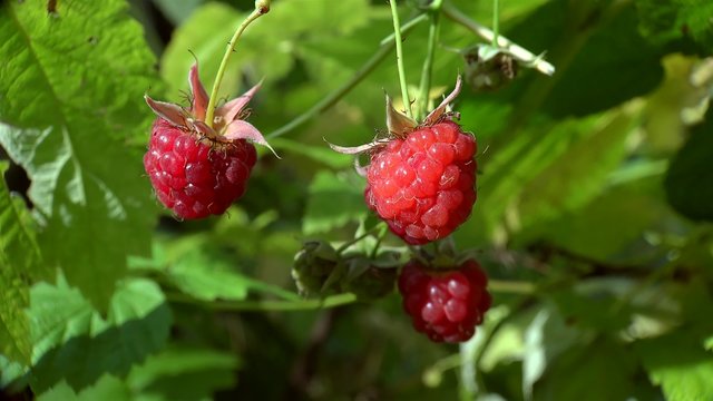 Collection of a wild red Raspberry.
