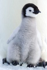 Kaiserpinguinküken