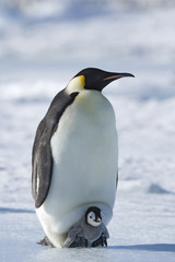 Kaiserpinguin mit Küken