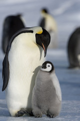 Kaiserpinguin mit Küken