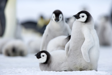 Kaiserpinguinküken