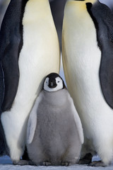 Kaiserpinguin mit Küken