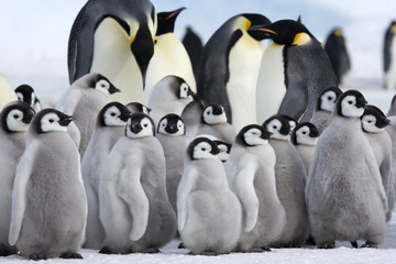 Kaiserpinguin mit K&uuml;ken