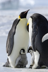 Kaiserpinguin mit Küken