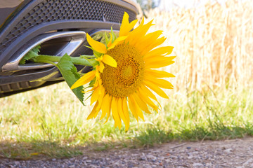Saubere Energie - Sonnenblume im Auspuff