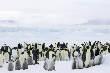 Kaiserpinguinkolonie